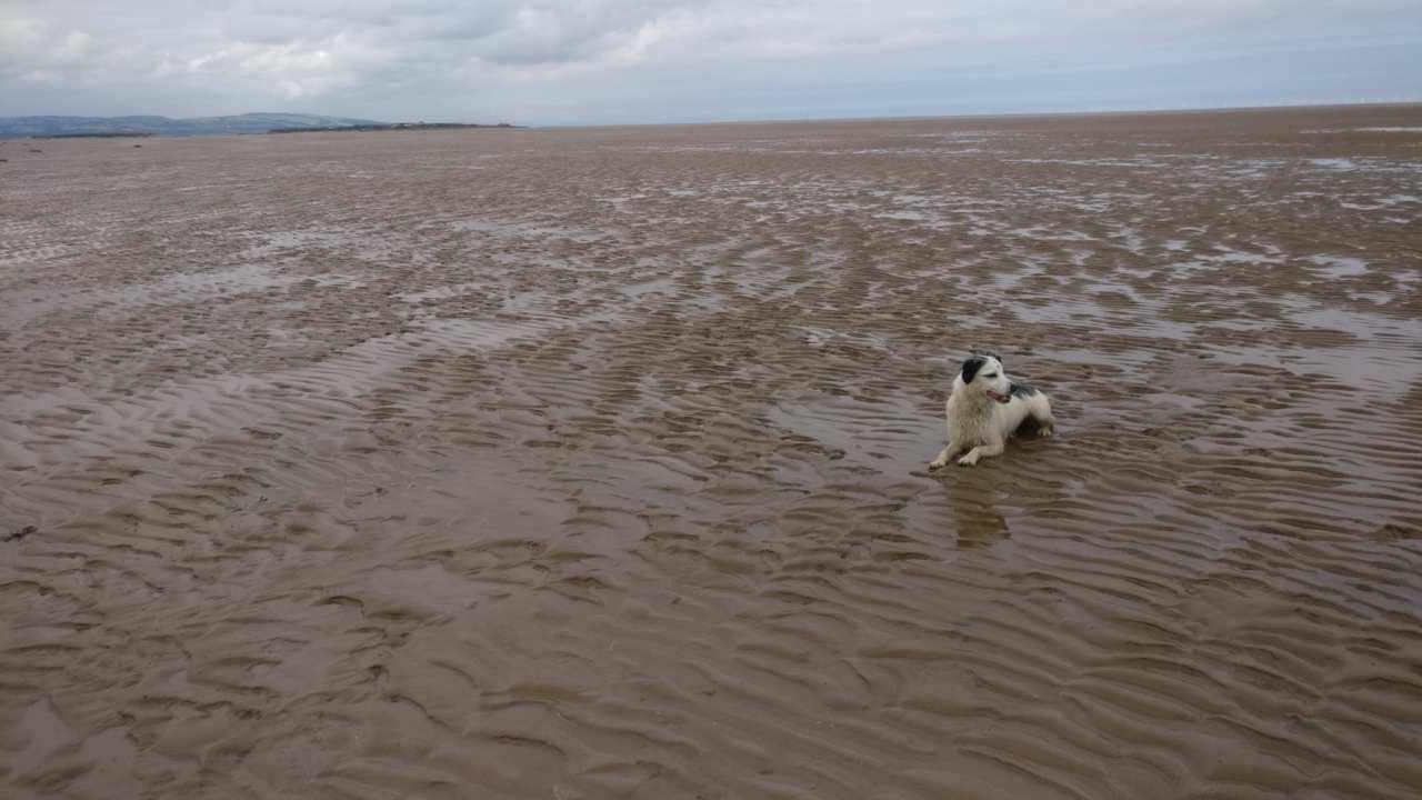 A black and white dog lying on sand at the beach